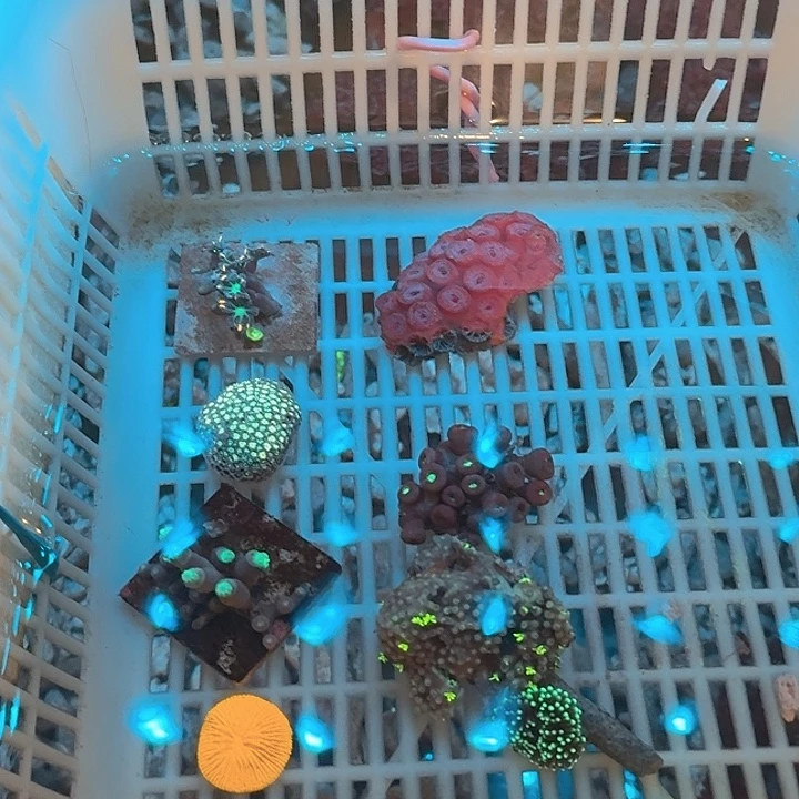 皮***虾纽扣珊瑚链接350。