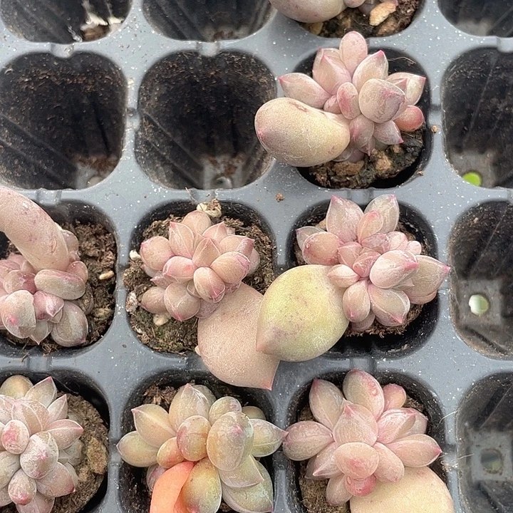 哇啦克拉群发2颗满18