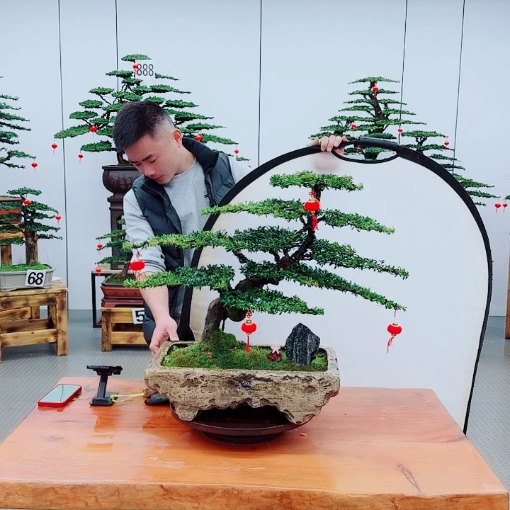 松树盆景一物一拍