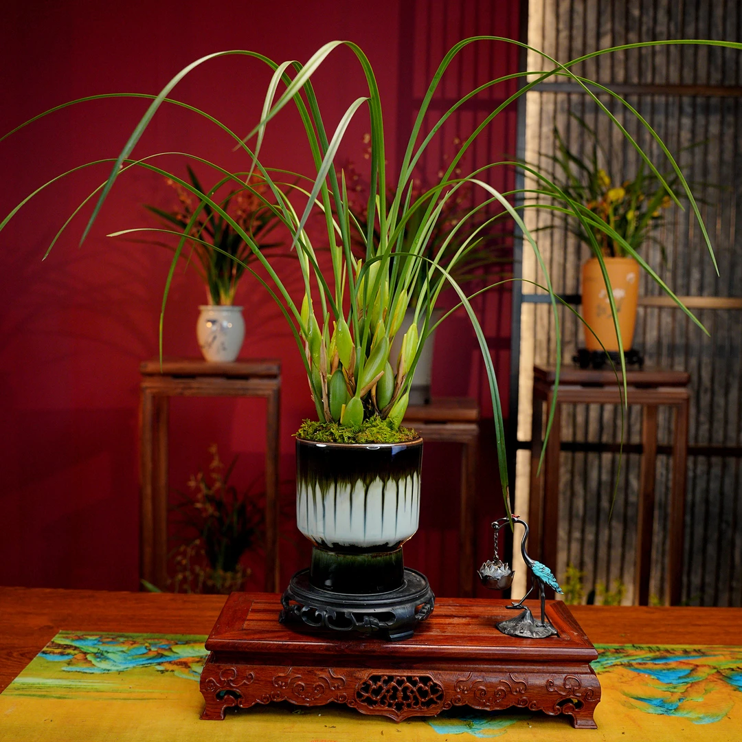 洋兰臻品【香水咖啡兰】浓香型兰花 景德镇琉璃陶瓷罐 室内好养易活