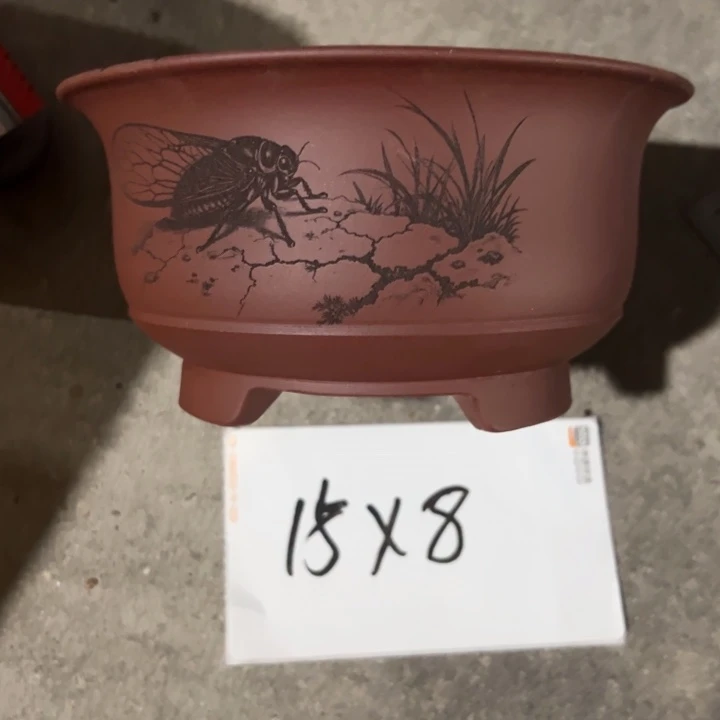 大***翅呜呜呜太好看太好看