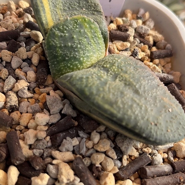 009脱土发货111111111