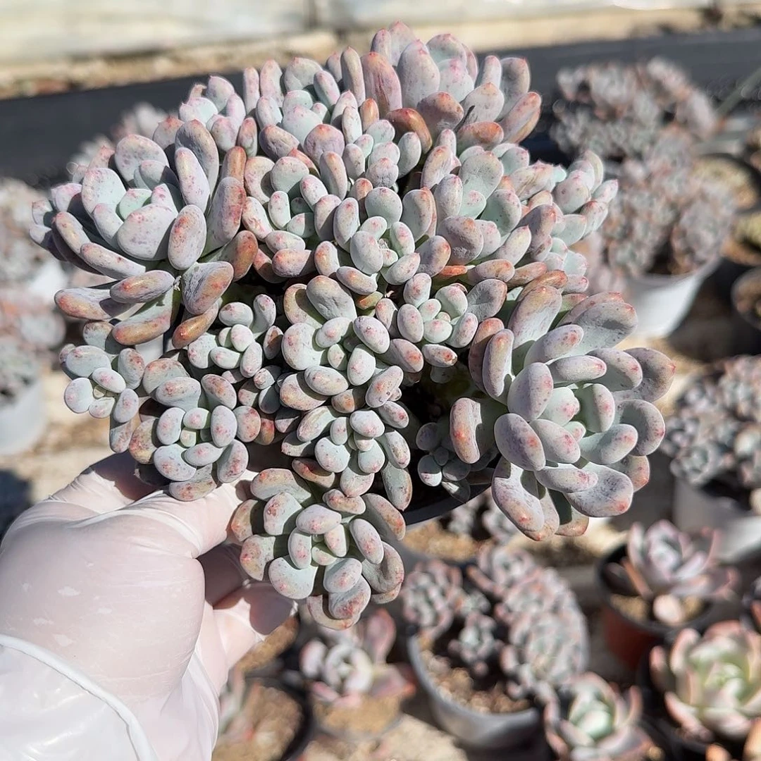 451十五公分无砍香香雪包邮