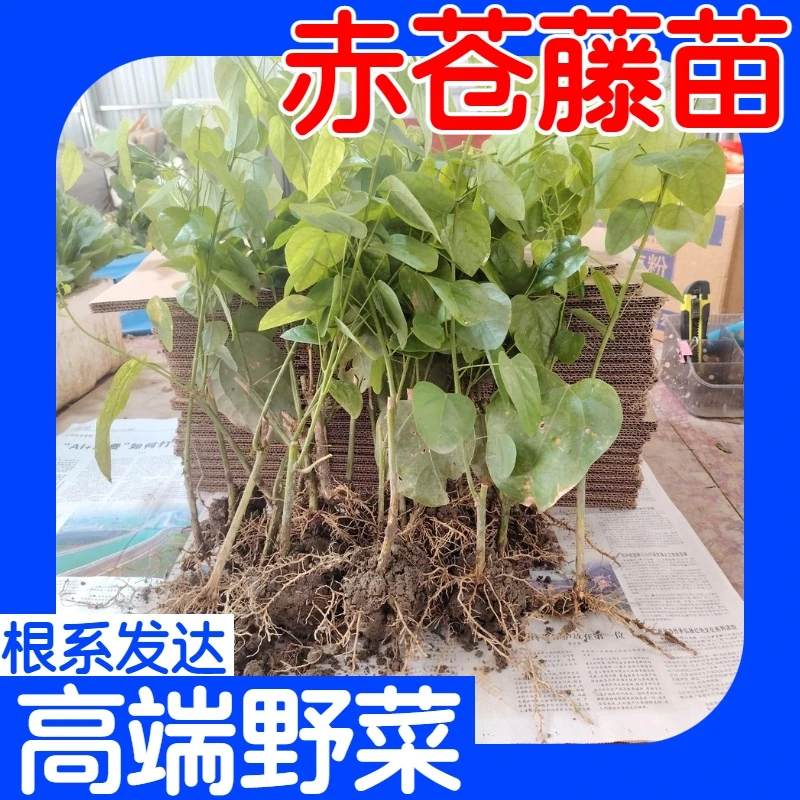 广西崇左辣木苗赤苍藤苗姑娘菜苗龙须菜秧苗农家种植四季带泥发货