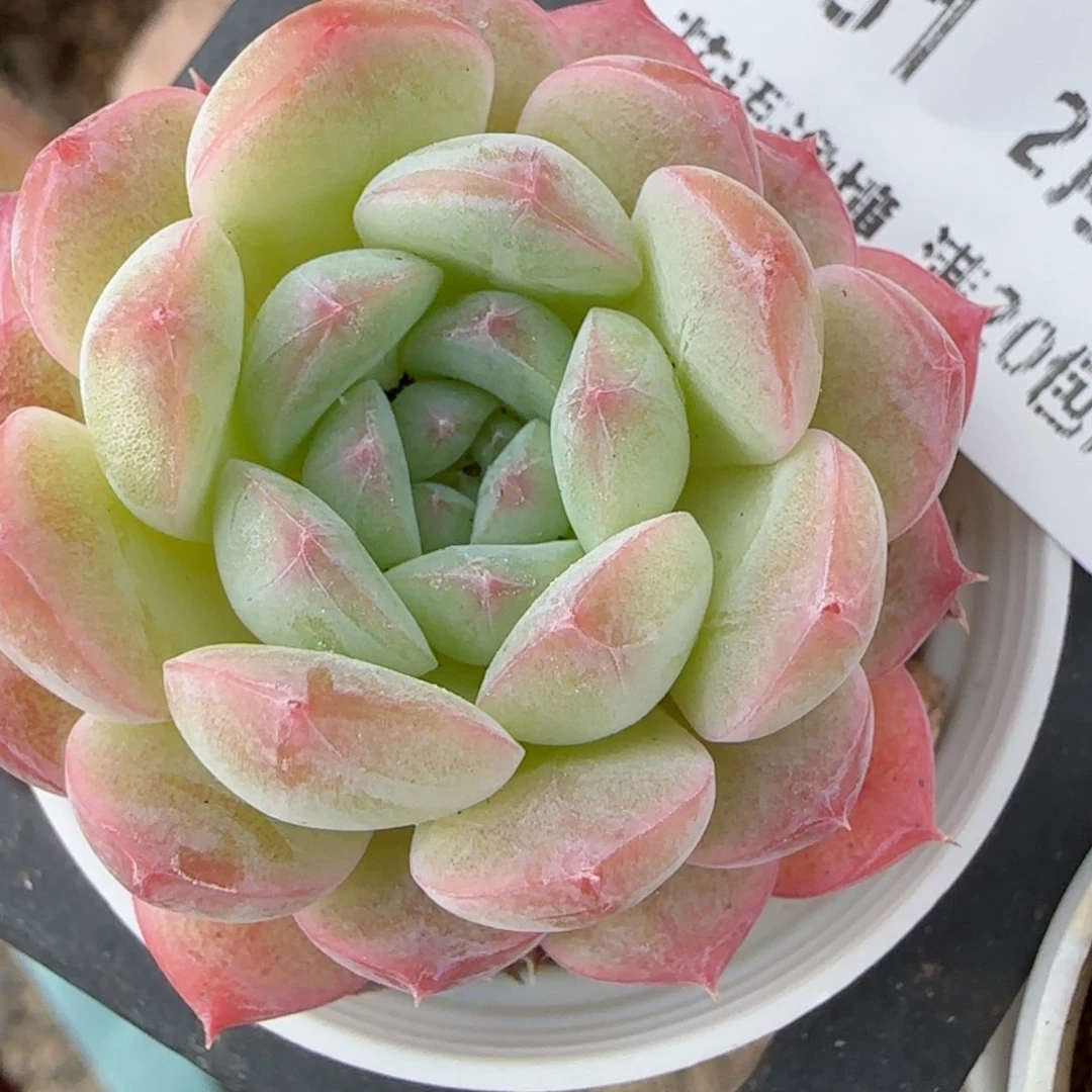 花语逸镜0206-551