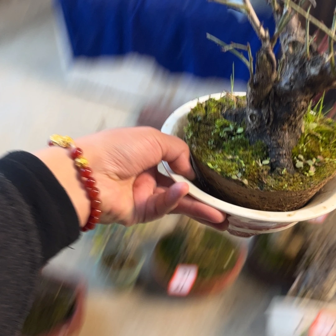 摄***子无花朵梅花盆景艺术学院的一位