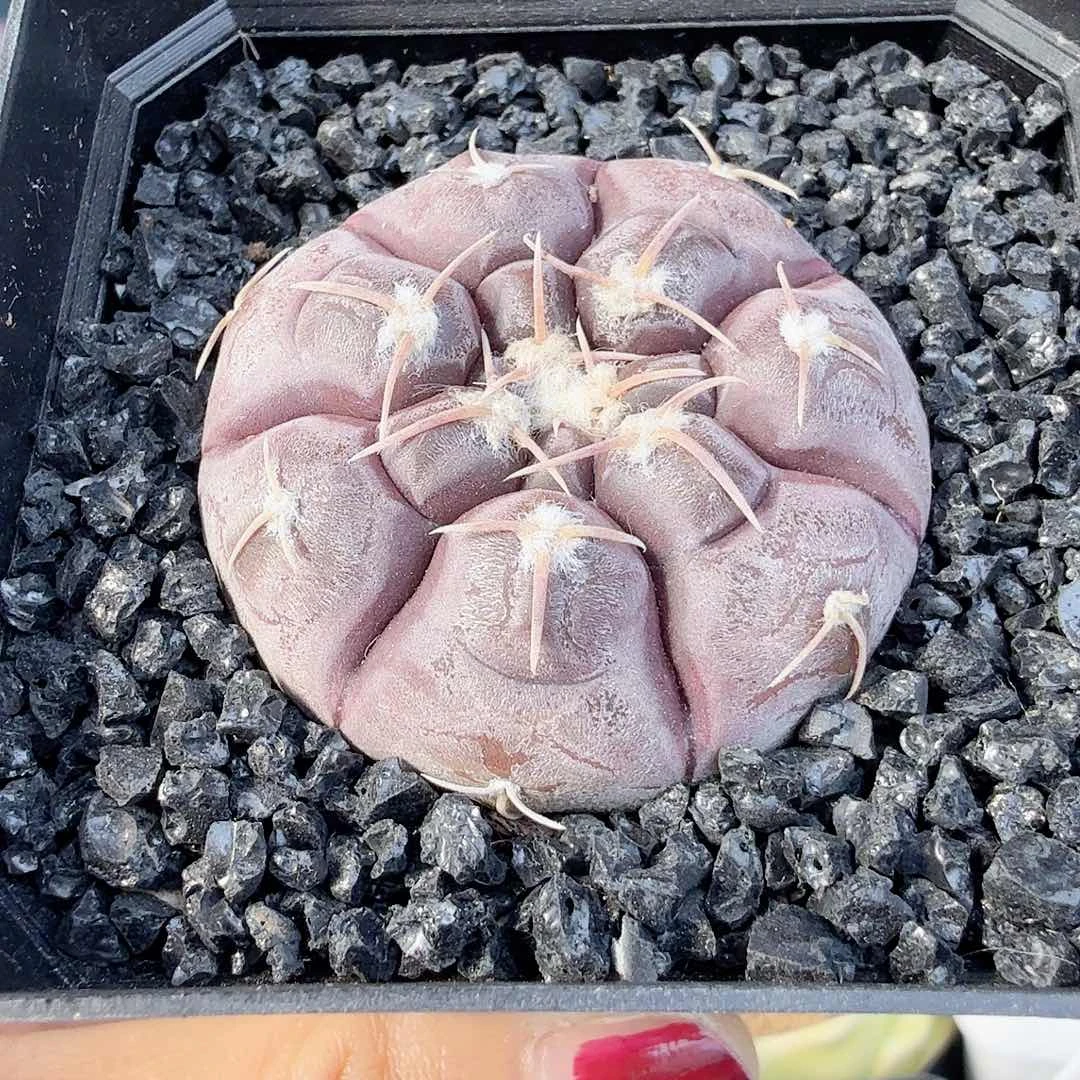 实生铅皮脱土发货