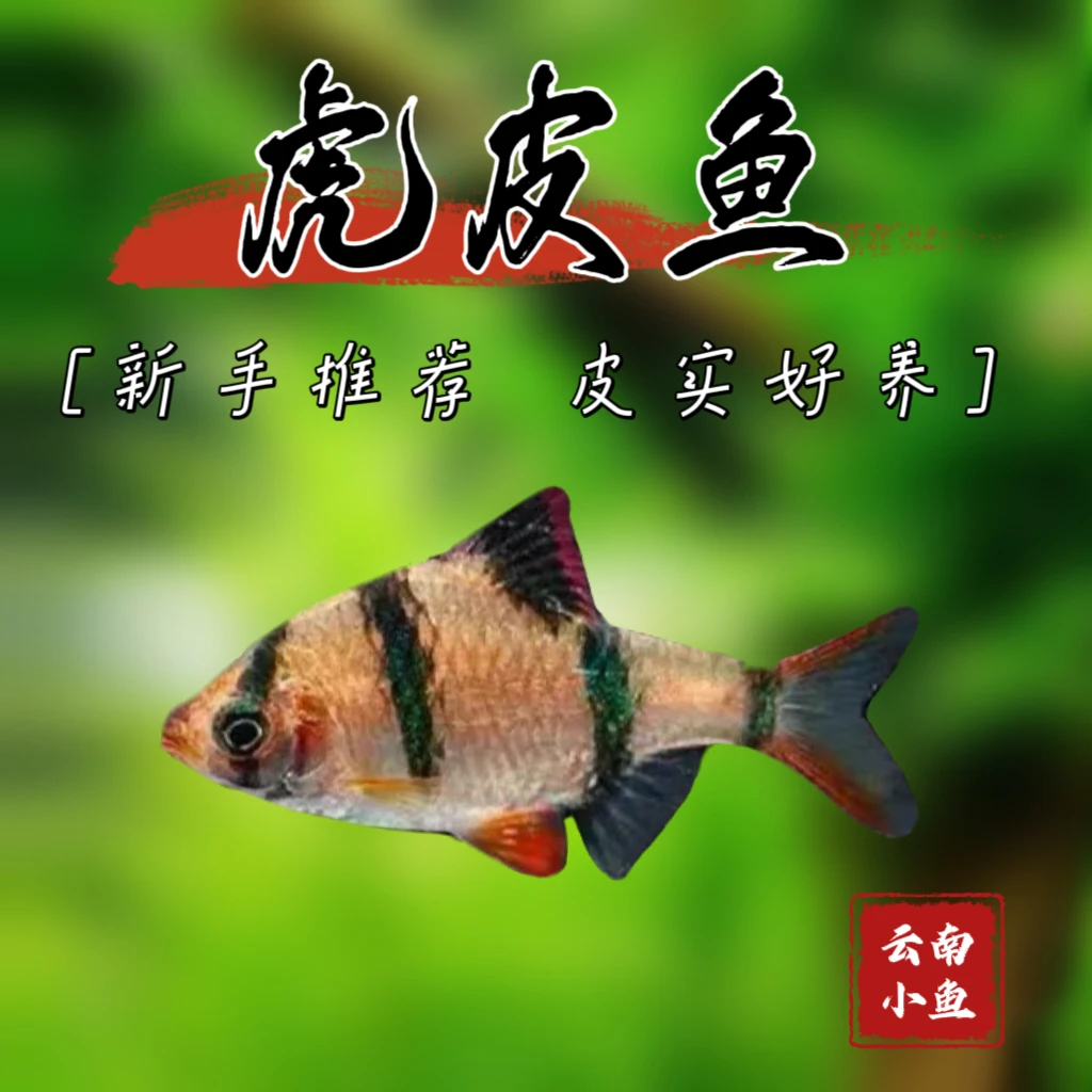 精品特大虎皮鱼四间条纹热带淡水小型观赏群游鱼好养耐活互动性强