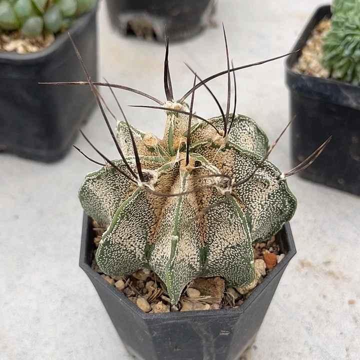 无花朵实生豪刺大风玉