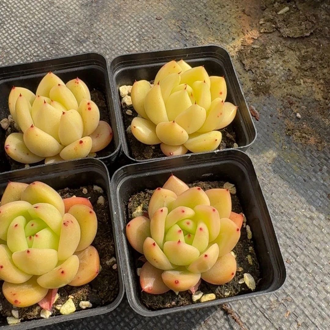 东云梦露杂交四颗量拍11-171