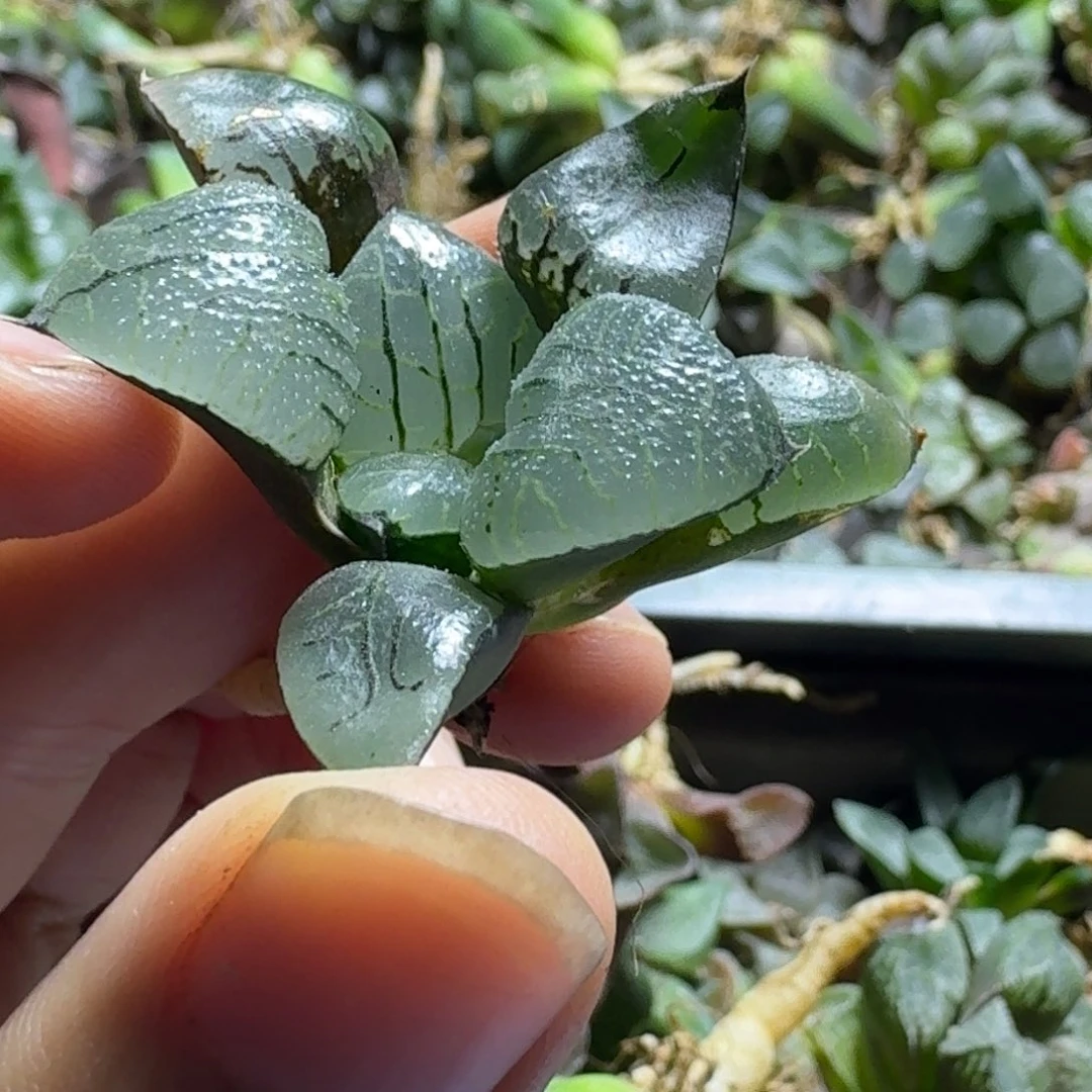 无花朵白玉特选寿