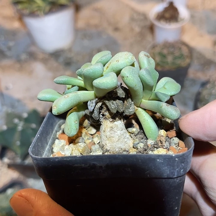 无花朵实生唐扇块根