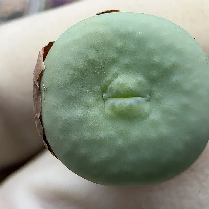 156园艺优选红嘴