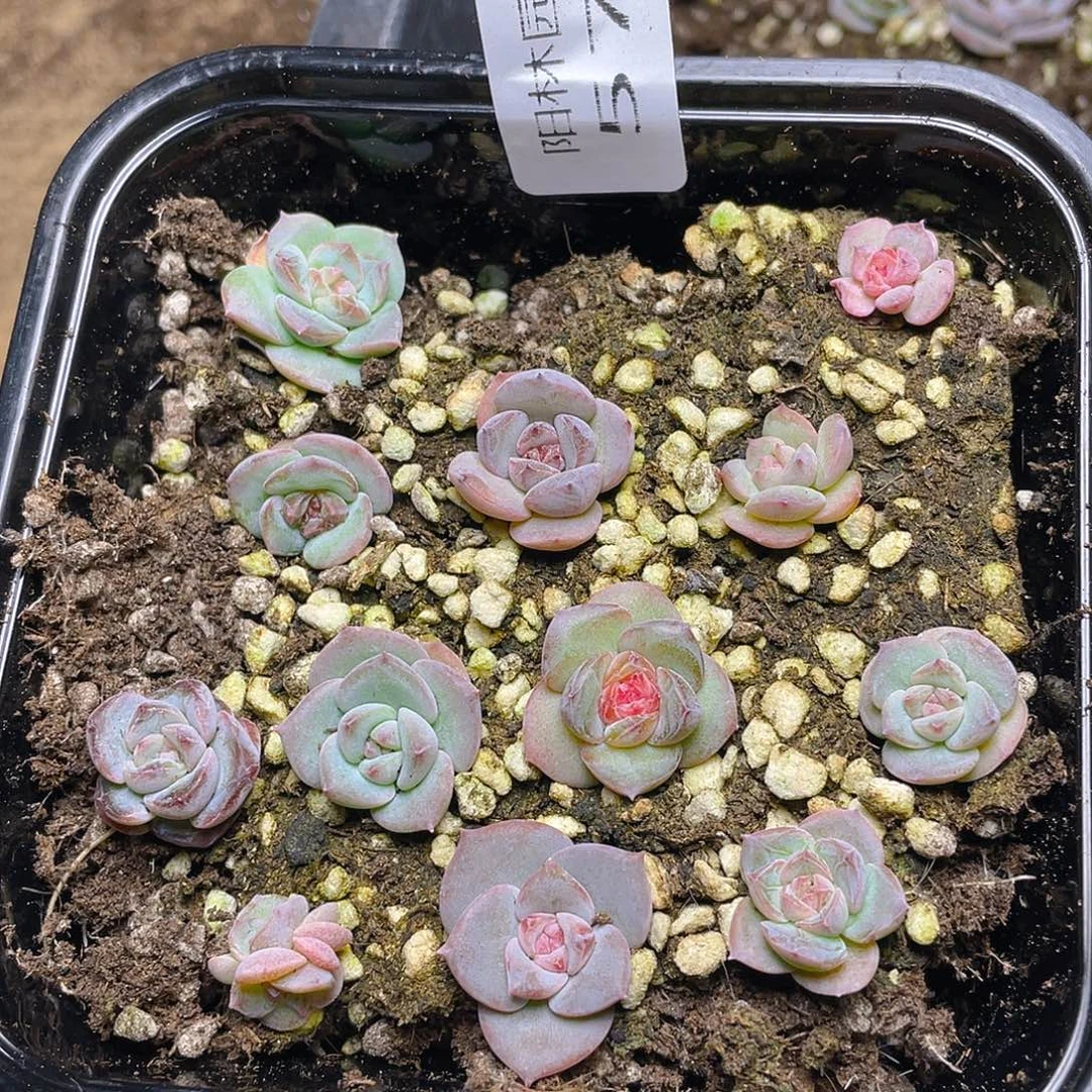 多肉植物多肉植物576