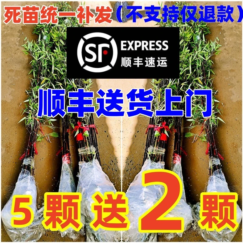 【新号买10棵送5棵】正宗紫竹苗庭院竹苗地栽花卉绿植盆栽100送80颗