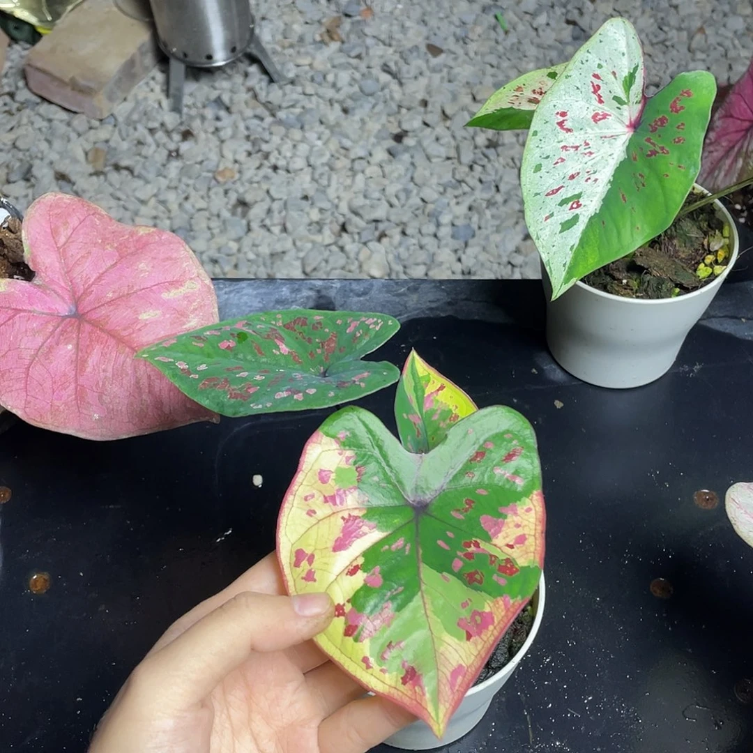 无花朵财神养定发货