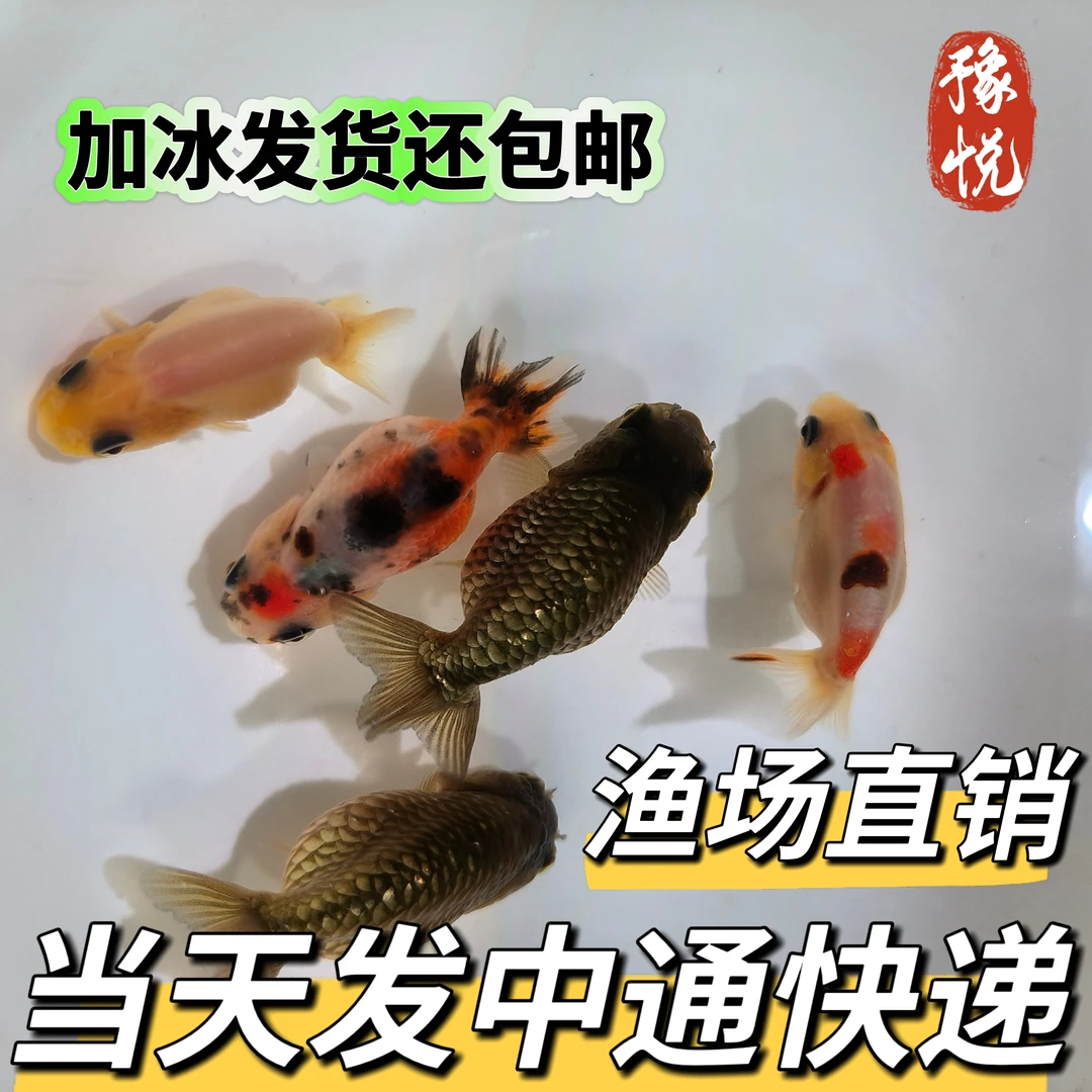 兰寿金鱼鱼苗活体冷水淡水观赏鱼皮实好养耐活