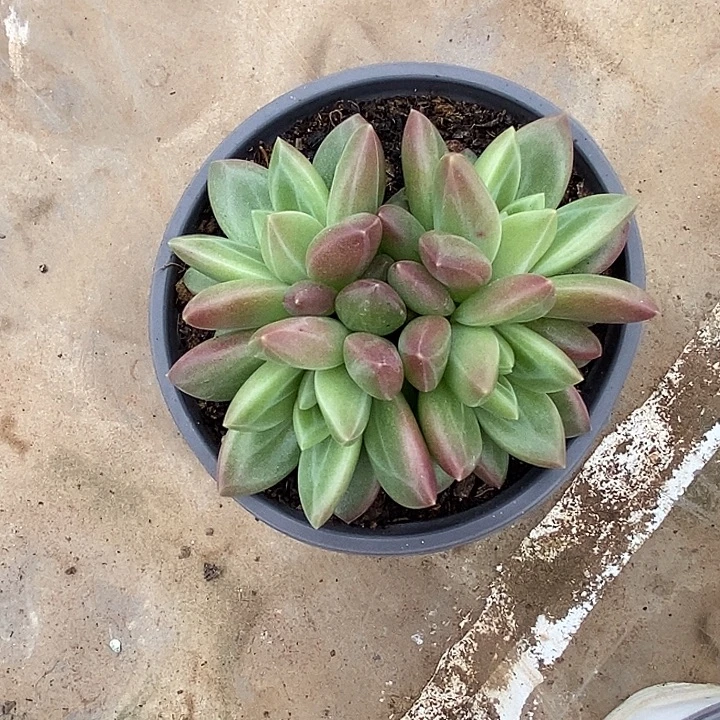 脚***3迷雾泡泡群生旺财旺财