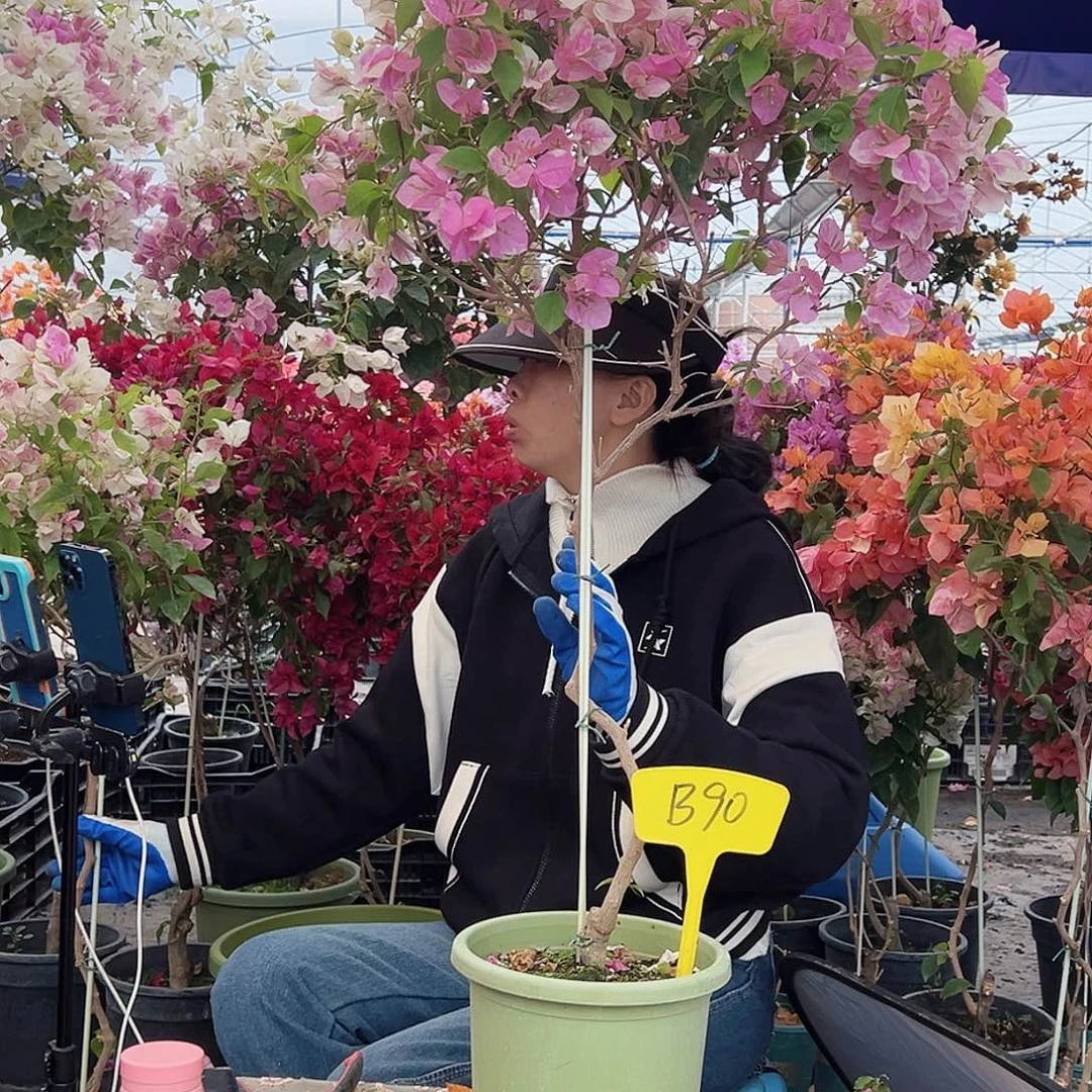 永***0大部分花苞少量开放B90广红樱