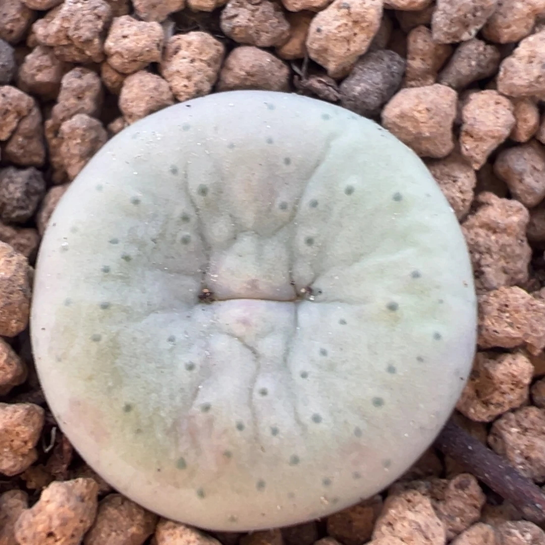 198多肉植物奶油嘴1454.33