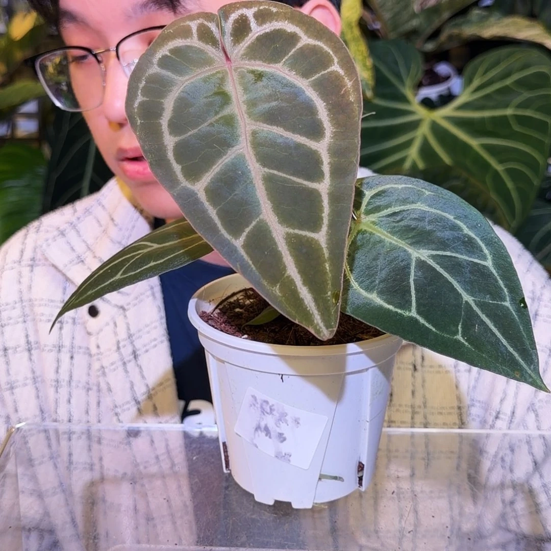 完全开放J151 米歇尔杂黑水晶