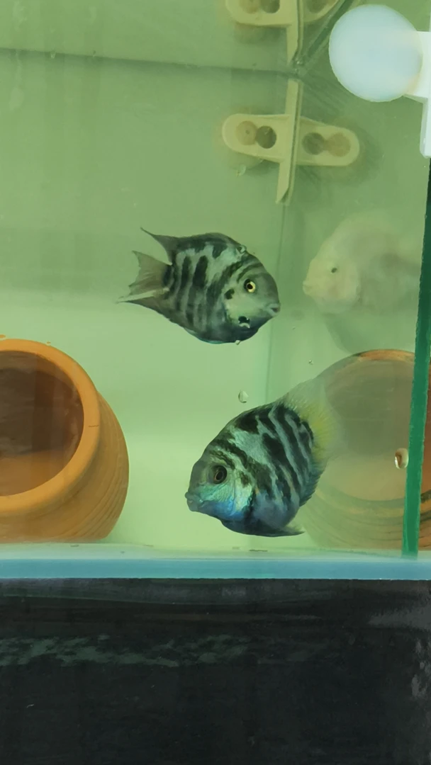 精品迷你鹦鹉热带观赏鱼圆体种鱼活体可作宠物鱼