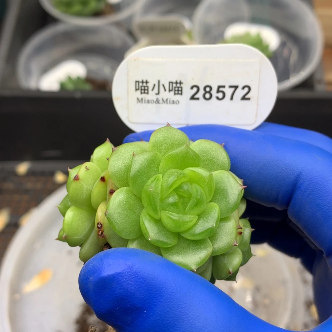 多肉植物杂交珍妮