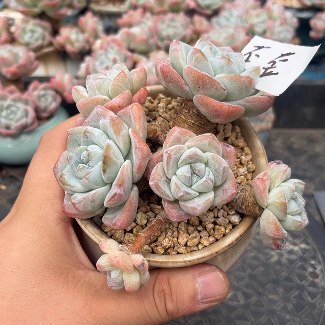 歪歪专拍冰玉造型老桩