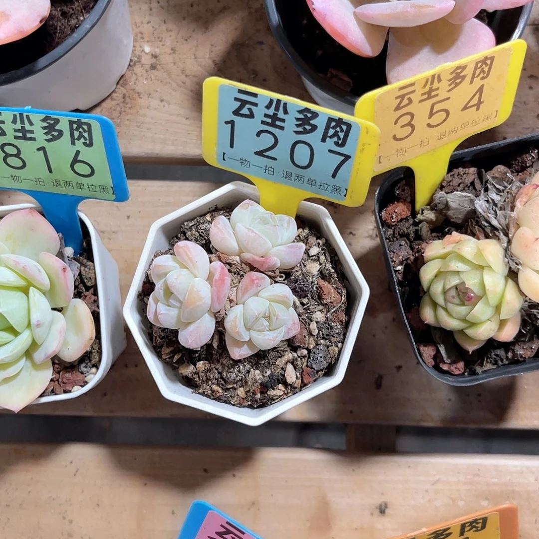 当***归云尘多肉一物一拍1207，