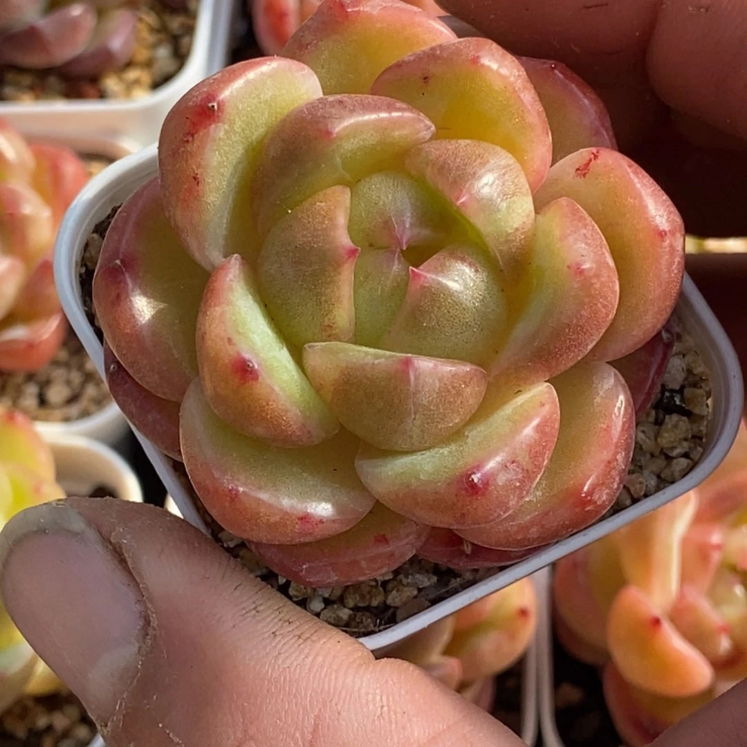 天官赐福百无禁忌