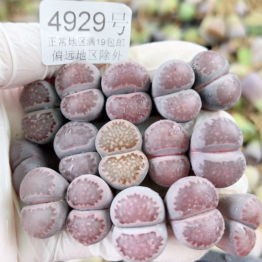 4929 好养易活生石花大母本15个2cm左右