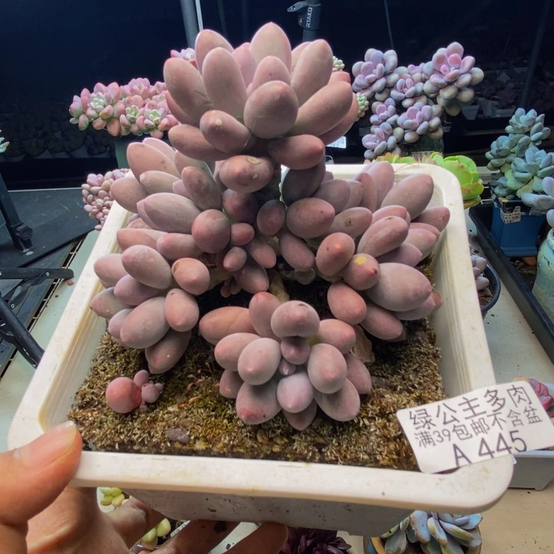 445丸叶汤圆多肉9cm