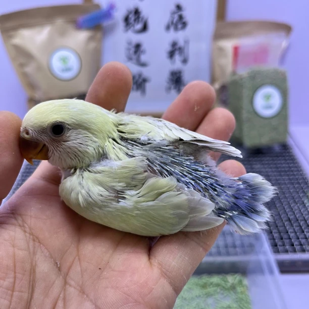 牡丹鹦鹉-金顶白面苹果绿澳桂母E10651