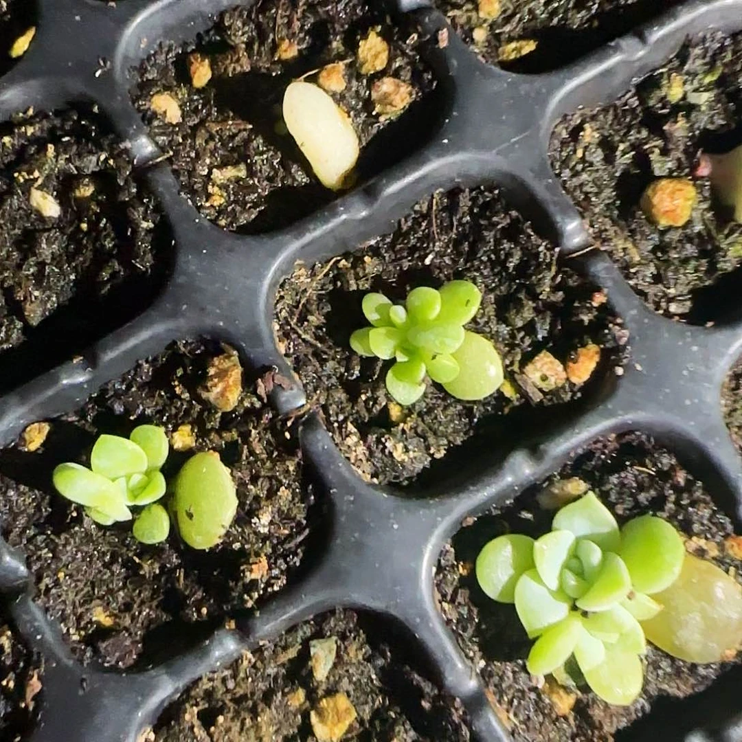 C66 财富芝麻一个满25包邮