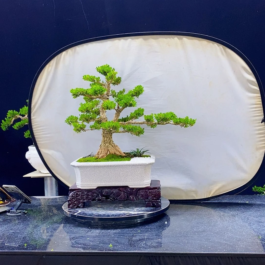 无花朵黄杨盆景造型