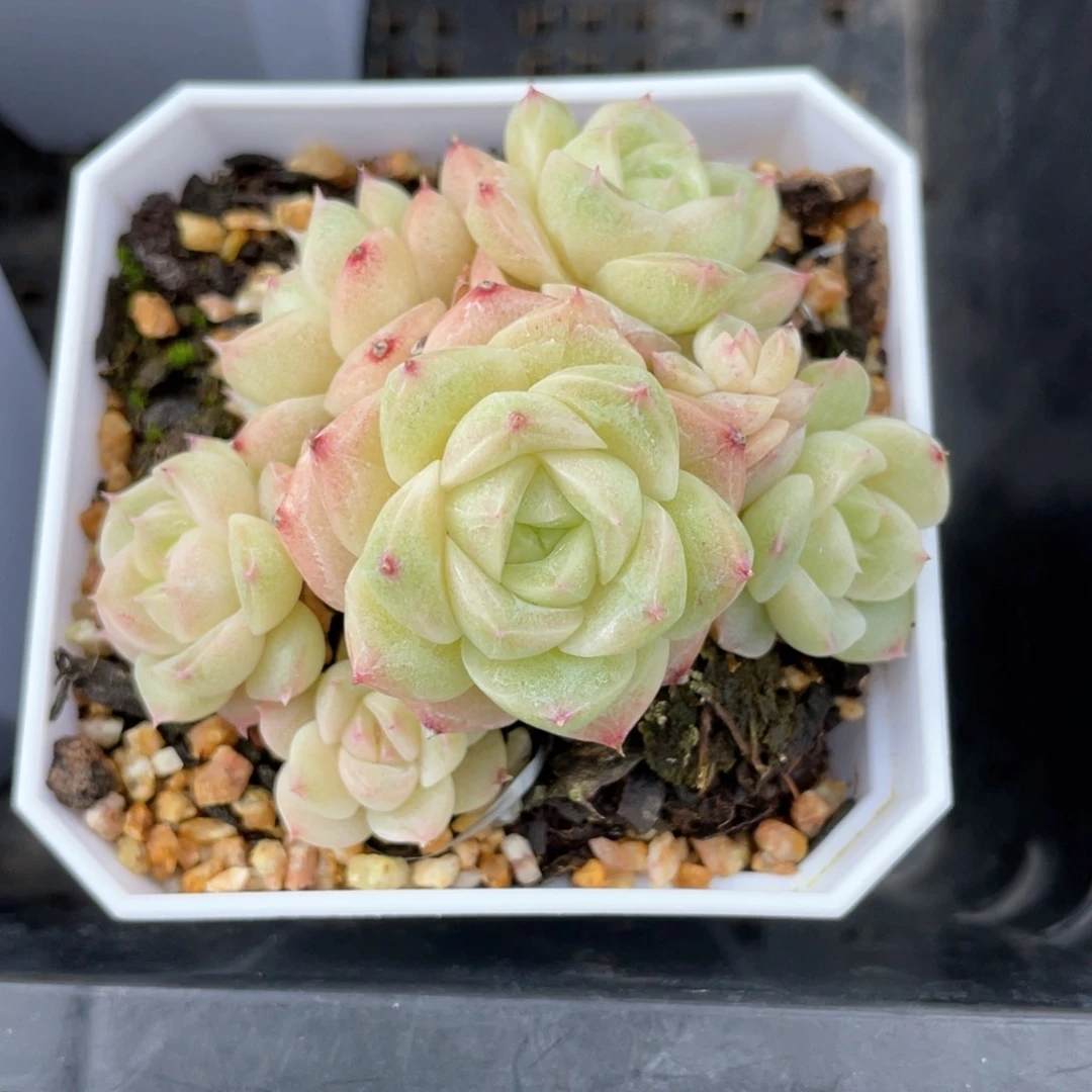 S优选麦杆福利1328