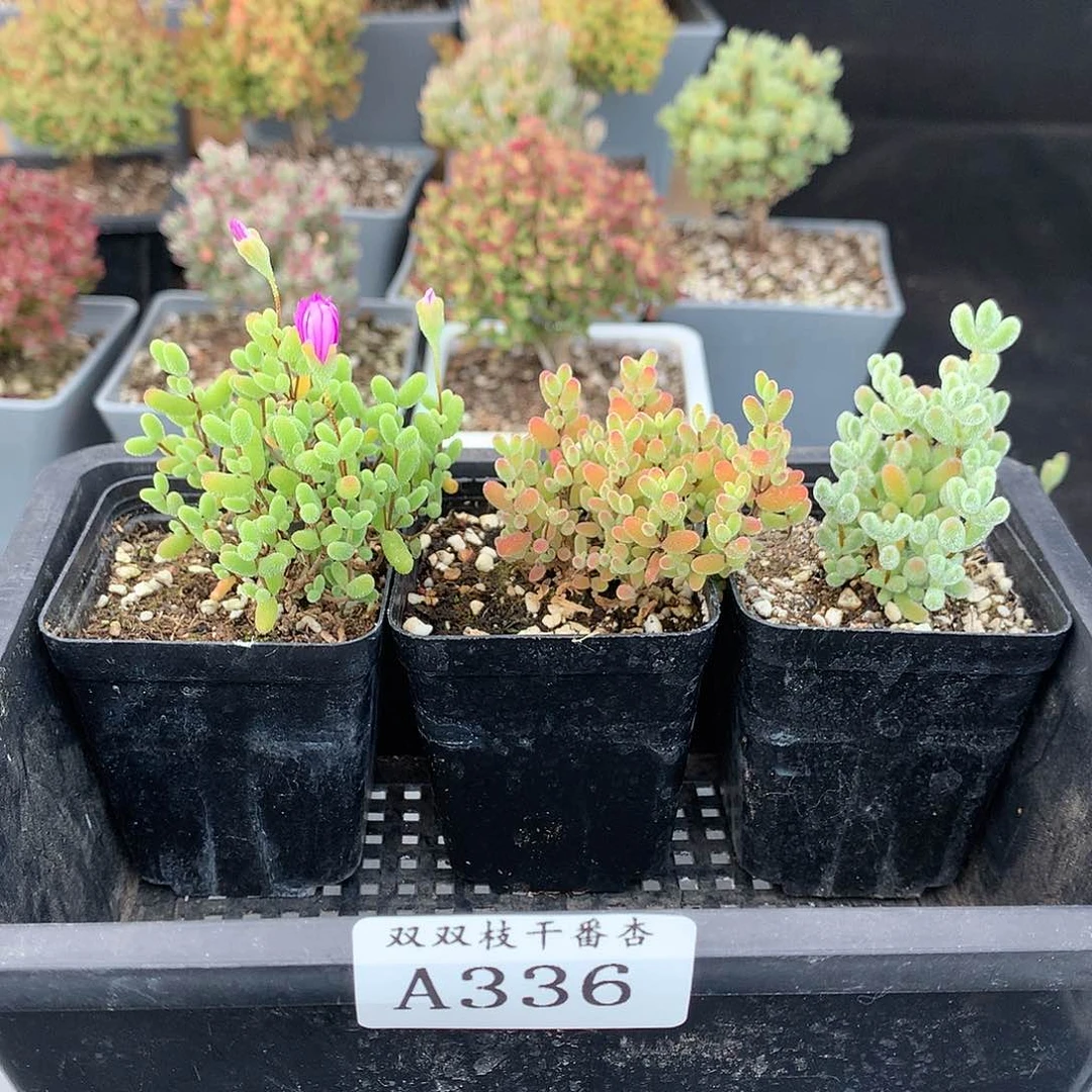 C****奢336冰晶蜜橘金橘。