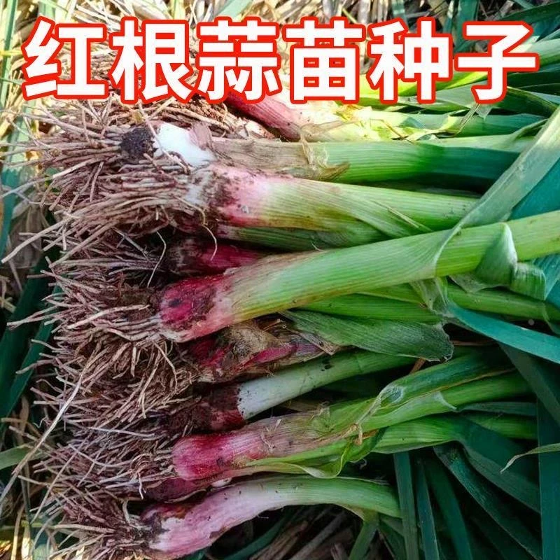 四季宽叶蒜苗蒜种大蒜种子种籽大蒜头红根紫皮农家红皮大蒜苗种子