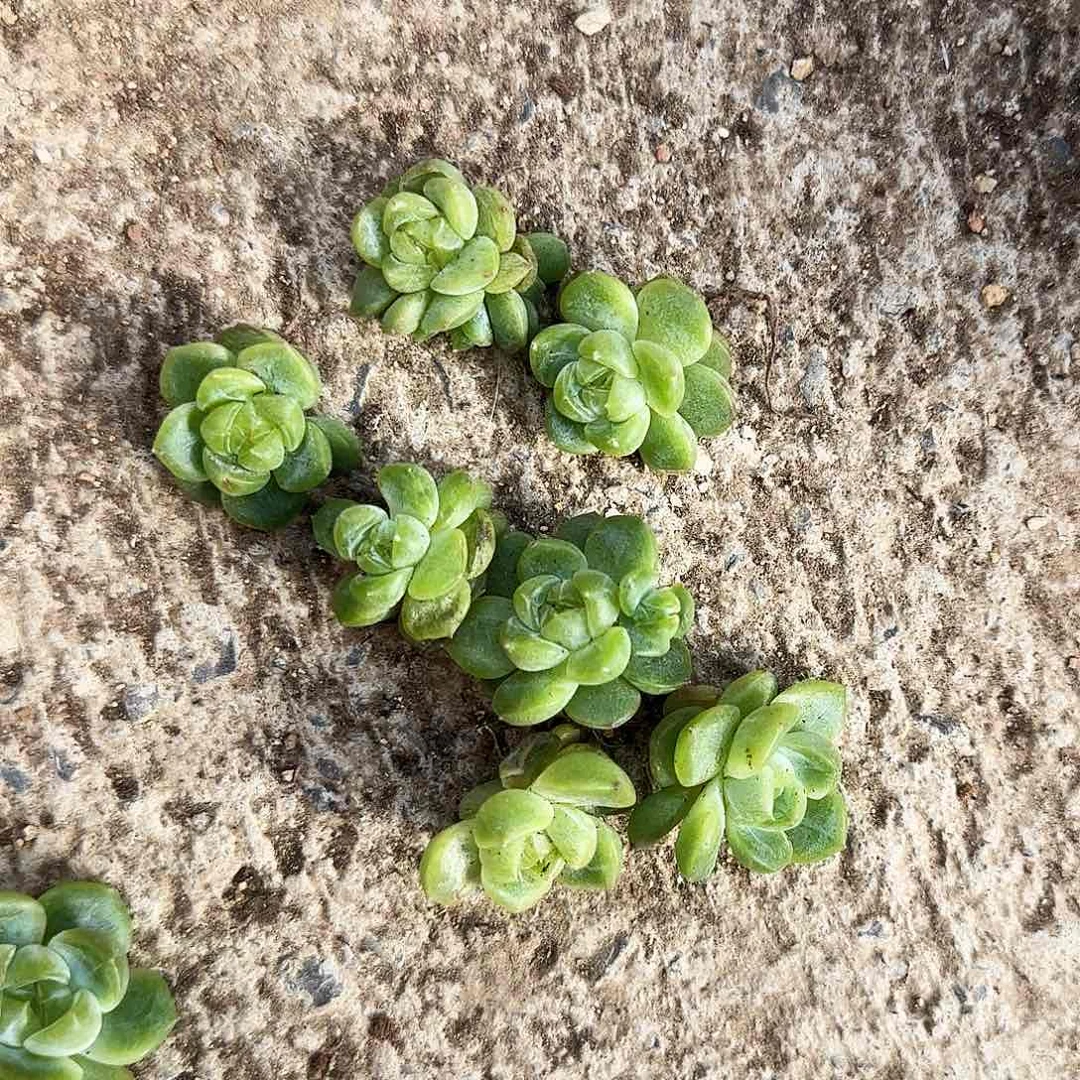 末先生珍妮中苗一个满25包邮