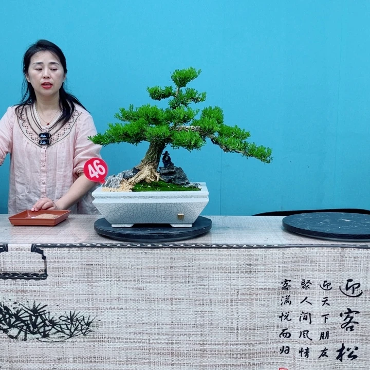 无花朵广东雀舌黄杨盆景