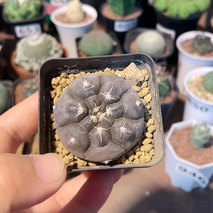939实生铅皮仙人球