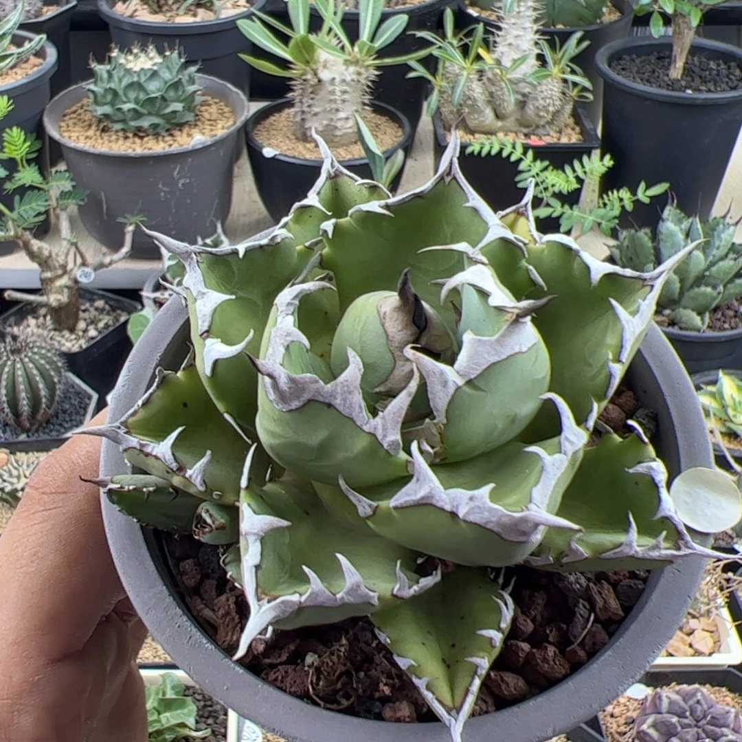 姬仁王冠一物一拍