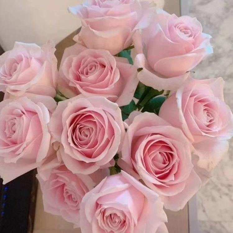 粉红雪山 月季花苗盆栽阳台庭院四季开花植物玫瑰花苗