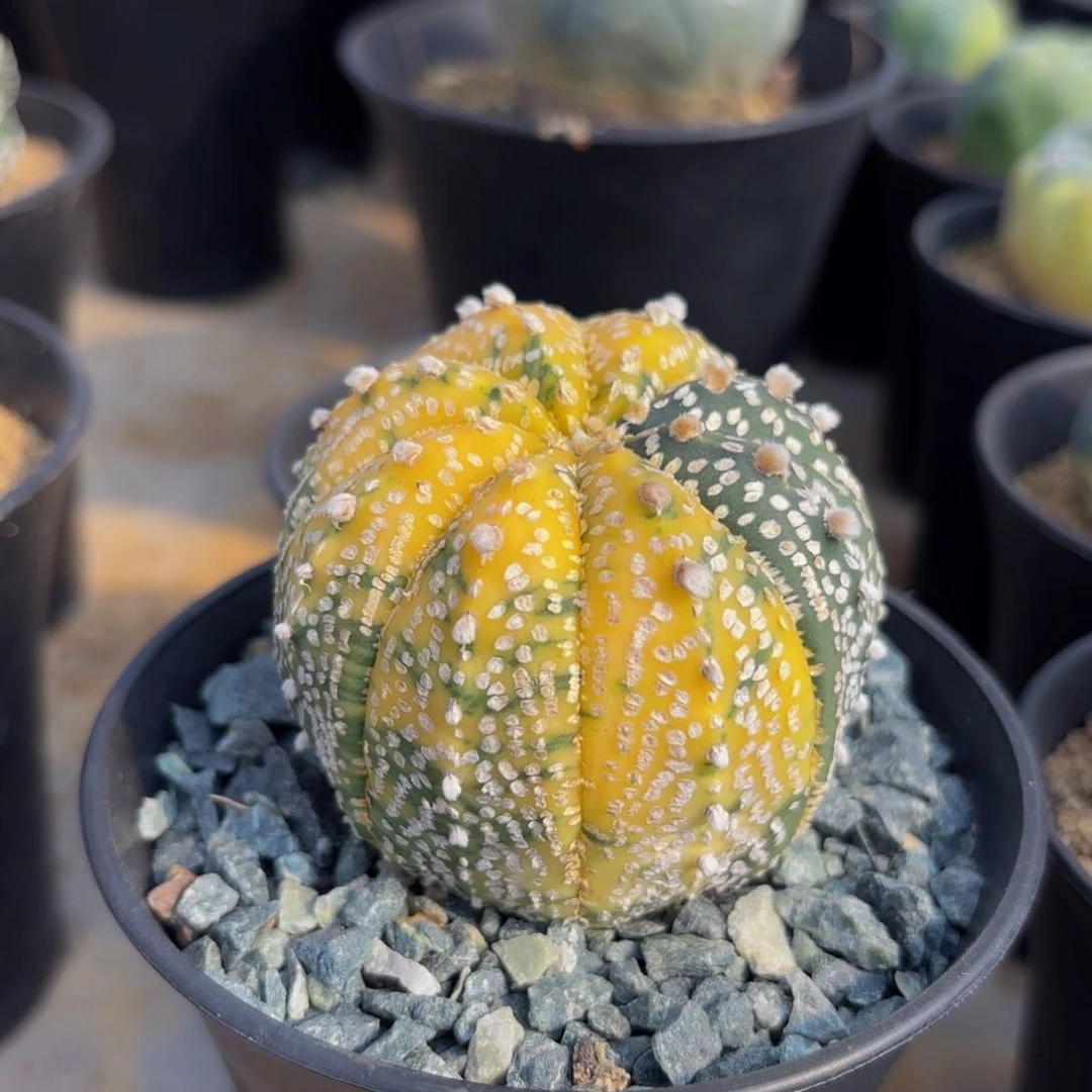 老*老谭G g g g g g g g g g