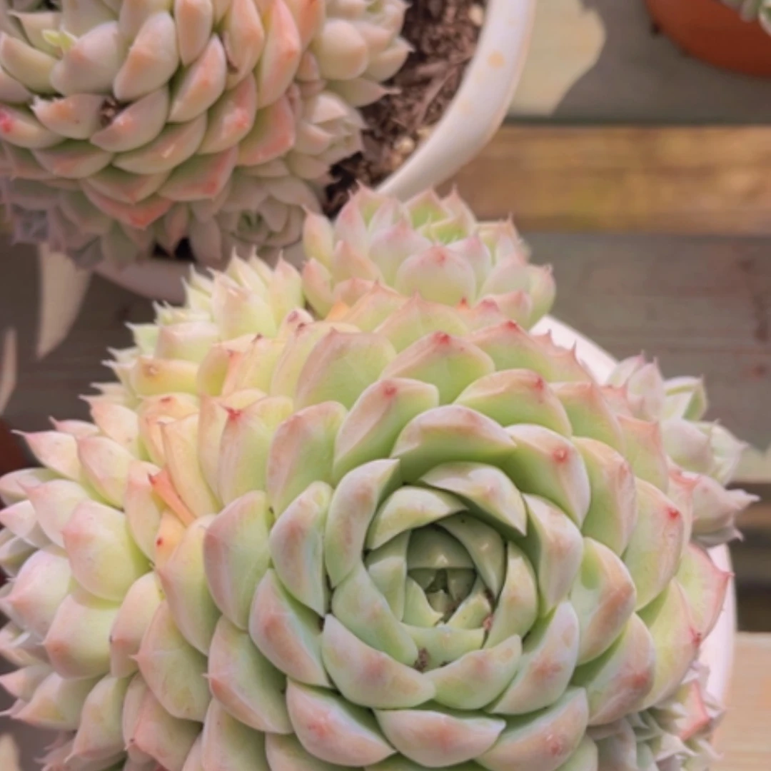 【闪购商品】桃熏女王14195