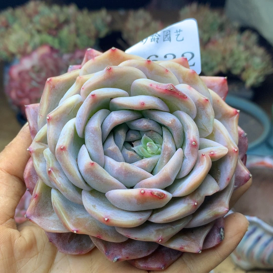 1632杂交精品基地9厘米