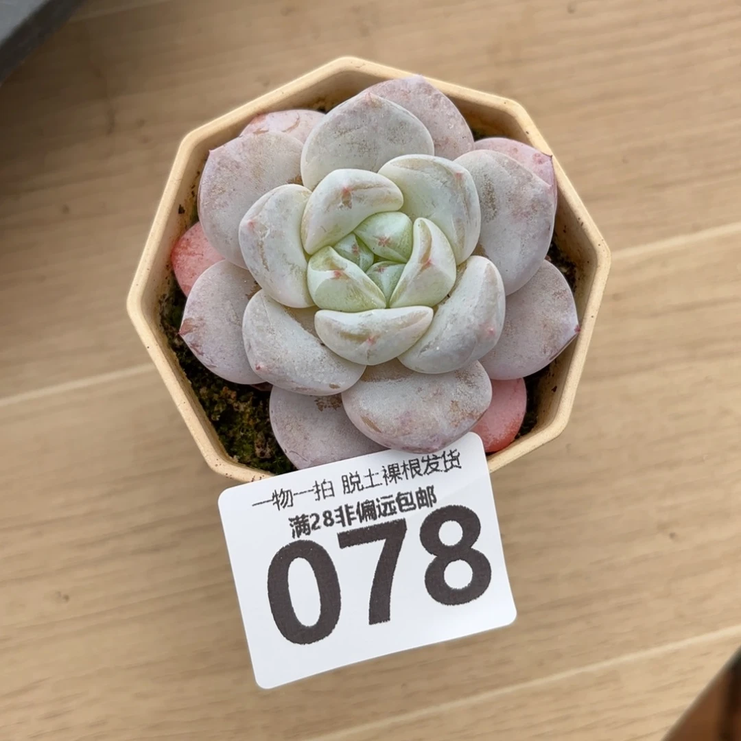 奶芙单头无盆土发货