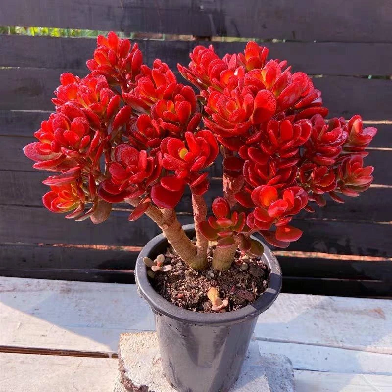 红花玉树老桩多肉摇钱树肉树多肉植物品种大全黄金摇钱树新手