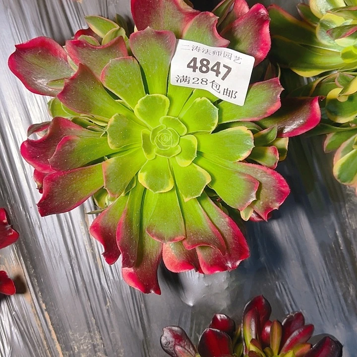 4847特斯拉多肉植物2号