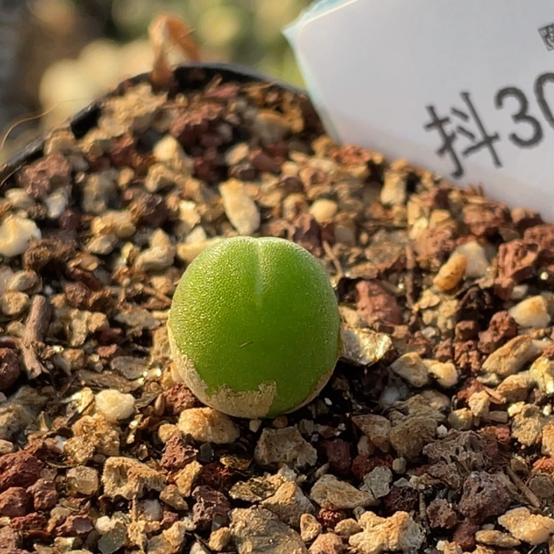 30-118哈默兔多肉植物